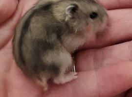 Hampster