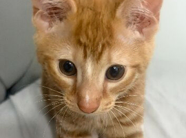 Beautiful kitten (sold)