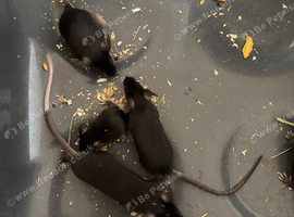 mice