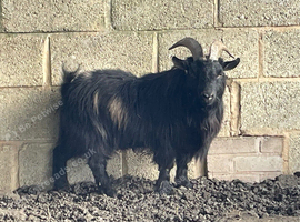 Fantastic Little Pygmy Billy