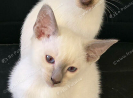 Stunning pure chocolate point boys
