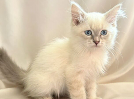 Adorable Siberian Neva Masquerade Kittens