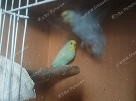 Pairs off budgies
