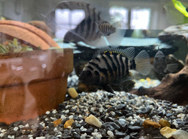 Convict Cichlids: approx 10; free to good home