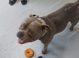 Bully cross staffie