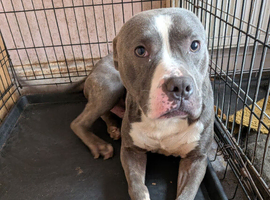 Male staffy