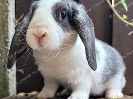 Young Mini Plysh Lops available. Hypoallergenic fur.