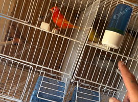 Canary birds