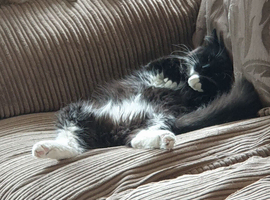 Tuxcedo, need adopting ASAP