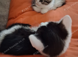 9 week old black and white male