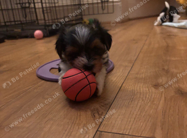 Biewers yorkies