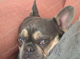 Lilac and Tan Micro Frenchie Female