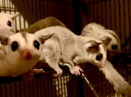 baby&rsquo;s   sugar glider