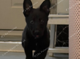German shepherd