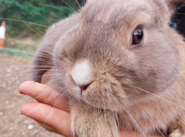 6 month old mini lop x
