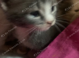 Kittens