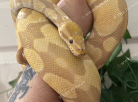 Pet Only Ball Pythons
