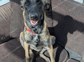 Belgian shepherd pappy