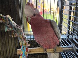 Male Galah Cockatoo