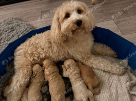 Tibetan Doodle Puppies