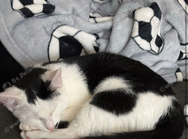 8 month old kitten