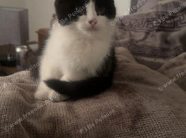 Free black and white female cat 8months old