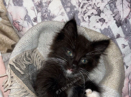 Male long haired black and white kitten.