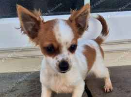 Beautiful chihuahua puppies