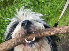 Female 2 years old
