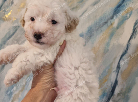 Maltipoo's 1 boy 1 girl left, rare coloured faces
