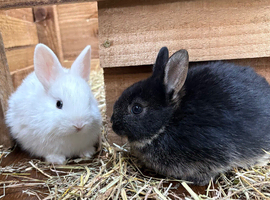 Beautiful baby bunnies