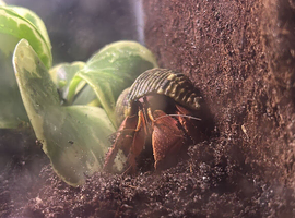 Purple clawed hermit crab