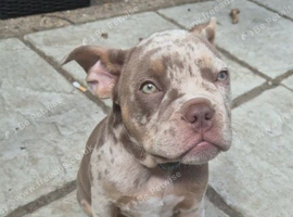 Micro Bully Pup Female