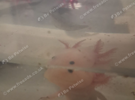 Juvie Axolotls Asstd Colours - Pls read for prices