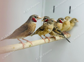Cut throat finch