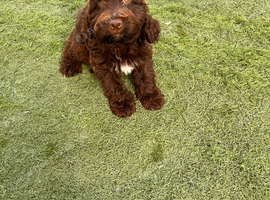 Cockapoo + cocker spaniel
