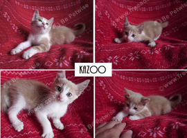 Two Ginger Boy Kittens Ready for New Homes