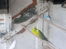 Avery budgies