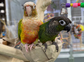 Conures