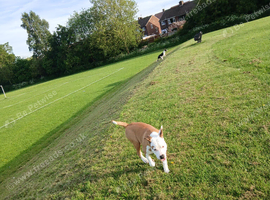 9 month Male American bulldog