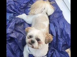 Shih tzu dog