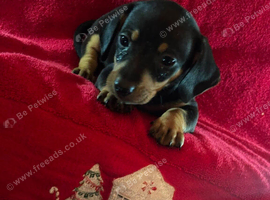 dachshund pups