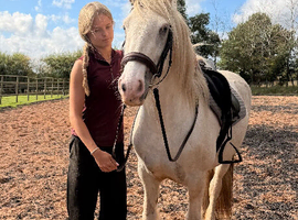 Heavy weight cob mare