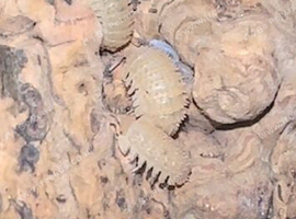 Crystal Spikey Pineapple Isopods