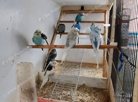 Crested budgies