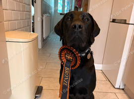 Heartbreaking sale of highly trained pup