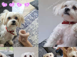 Miniature maltipoo for stud