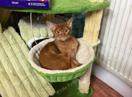 BEAUTIFUL ABYSSINIAN SORREL CAT LOOKING FOR A LOVING HOME