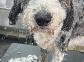 Dog grooming Salon Exeter  - pick up available