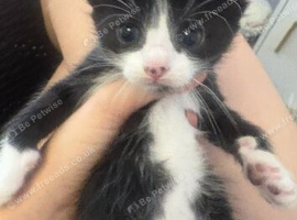 Kittens